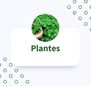 plantes